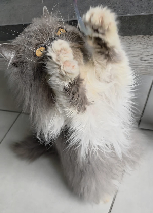 Adoption Lila & joyce