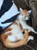 Adopter  chat : Goose