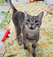 Adopter  chat : Morgana