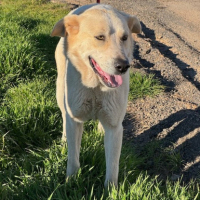 Adopter  chien : Tornillo