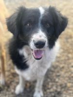 Adopter  chien : Solstice