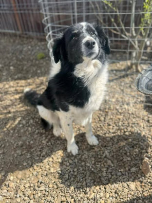Adoption Solstice