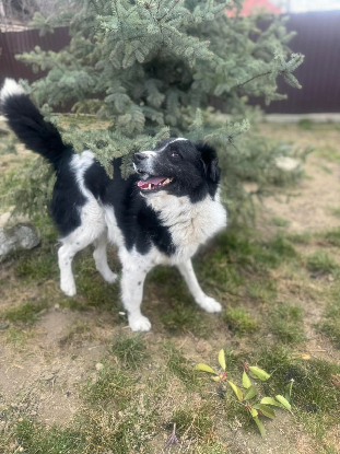 Adoption Solstice