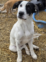 Adopter  chien : Tasha