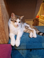 Adopter  chat : Bretzel