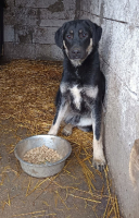 Adopter  chien : Iancu