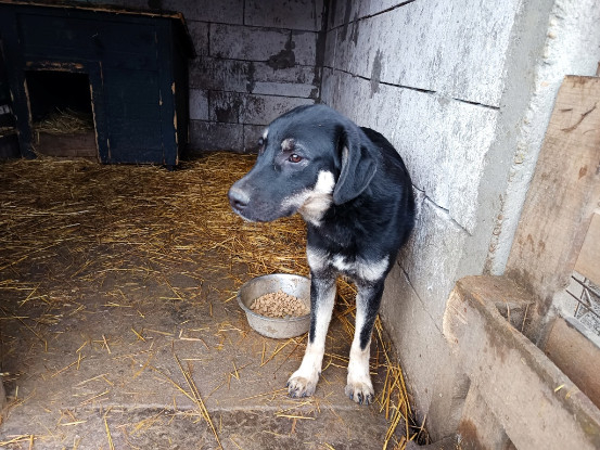 Adoption Iancu