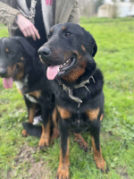 Adopter  chien : Viking