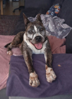 Adopter  chien : Leycko