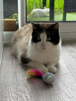 Adopter  chat : Mambo