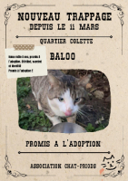 Adopter  chat : Baloo