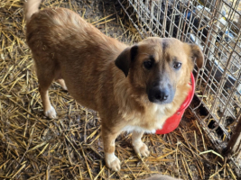 Adopter  chien : Merry