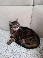 Adopter  chat : Minoutte