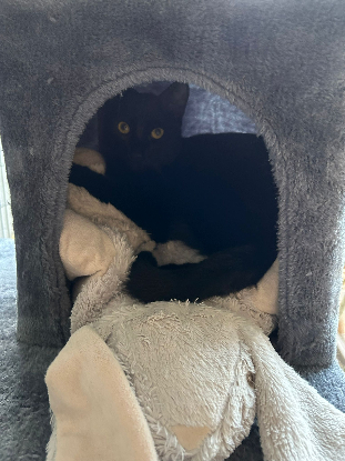 Adoption Ludwig