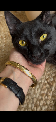 Adopter Ludwig