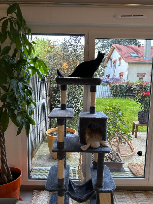 Adoption Ludwig