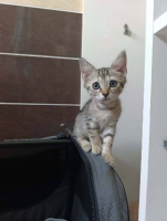 Adopter  chat : Belita