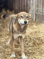 Adopter  chien : Aube