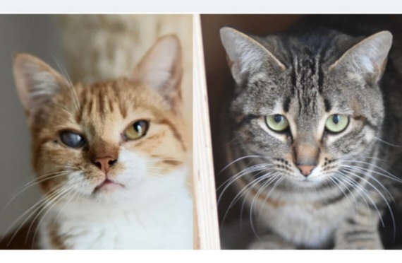 Adopter Grace et elvira