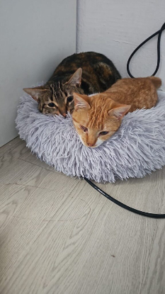 Adopter Grace et elvira
