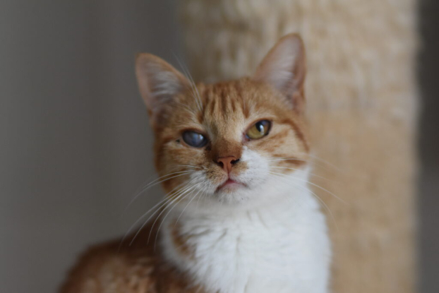 Adoption Grace et elvira