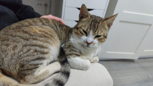 Adopter  chat : Kevin