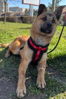 Adopter  chien : Boon