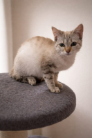 Adopter  chat : Bianca