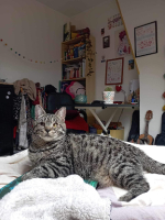 Adopter  chat : Bonnie