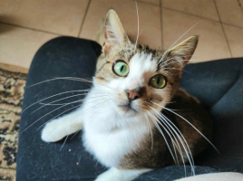 Adopter  chat : Lilo