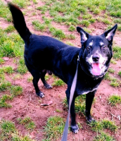 Adopter  chien : Tom