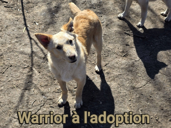 Adopter Warrior