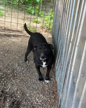 Adoption Eclips