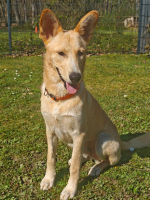 Adopter  chien : Okami