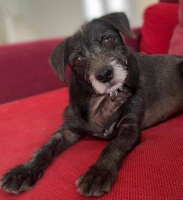 Adopter  chien : Alfred