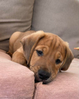 Adopter  chien : Jules