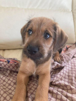 Adopter  chien : Jim