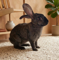 Adopter  lapin : Billy