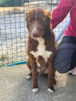 Adopter  chien : Choco