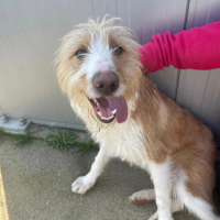 Adopter  chien : Spike