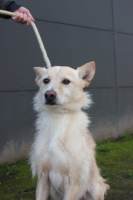 Adopter  chien : Edison