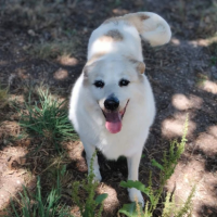 Adopter  chien : Martin