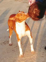 Adopter  chien : Gago