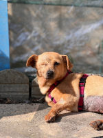 Adopter  chien : Cila