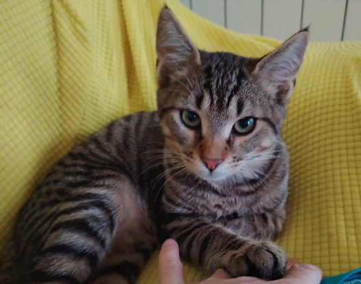 Adopter Pechique theochat marino