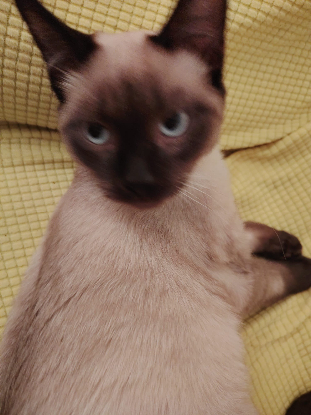 Adopter Pechique theochat marino