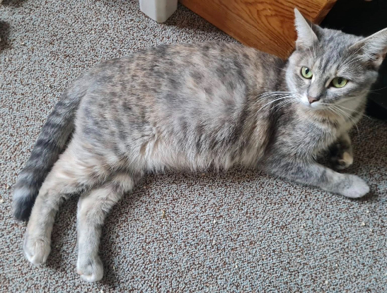 Adopter Pechique theochat marino