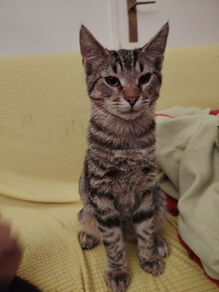 Adoption Pechique theochat marino