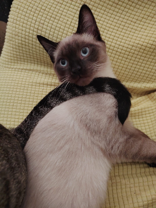 Adoption Pechique theochat marino