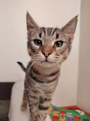 Adoption Pechique & marino